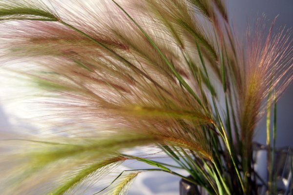 Ковыль полевой