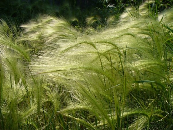 Ковыль перистый растение