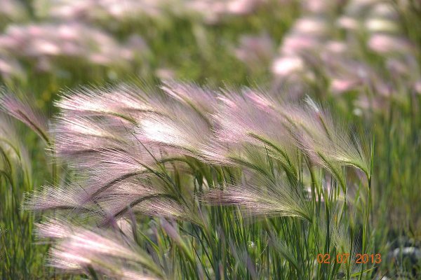 Ковыль опушеннолистный