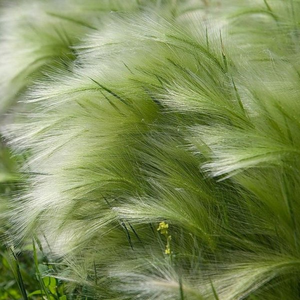 Ковыль тончайший (Stipa tenuissima)