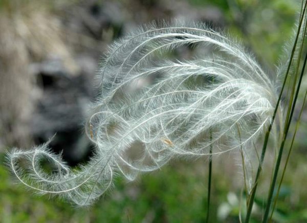 Ковыль опушеннолистный