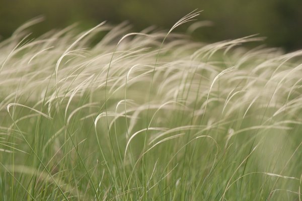 Ковыль золотистолистный