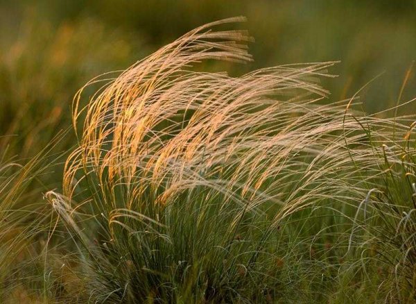 Ковыль трава Степная