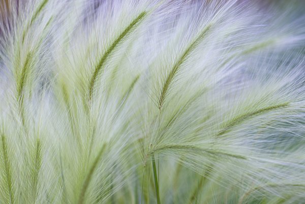 Ячмень гривастый (Престиж)