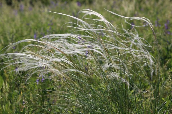 Ковыль Залесского Stipa Zalesskii