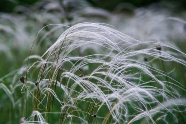 Ковыль перистый (Stipa pennata l.)