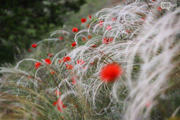 Ковыль гривастый поле