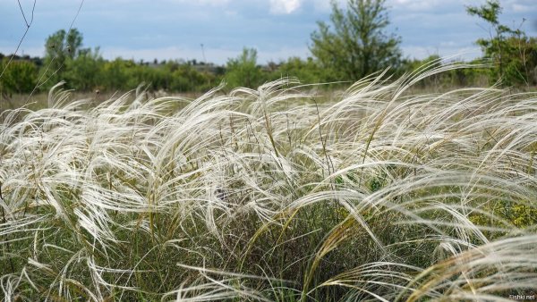 Ковыль Луговой