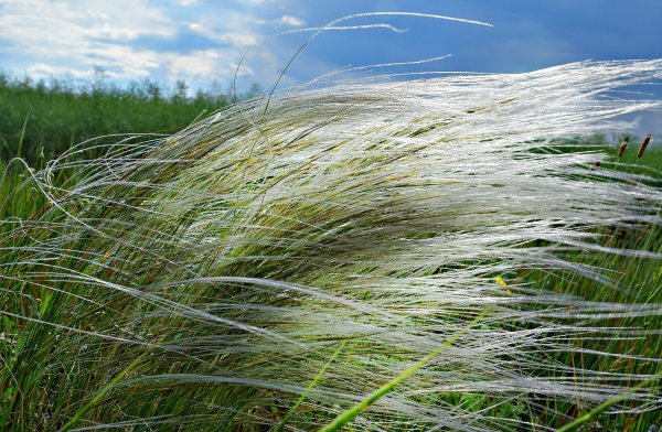 Ковыль перистый Степной