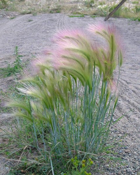 Ячмень гривастый