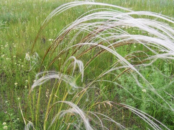 Ковыль перистый