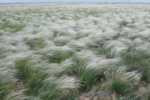 Ковыль цветет