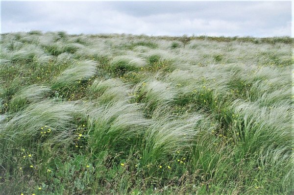 Ковыль Степной