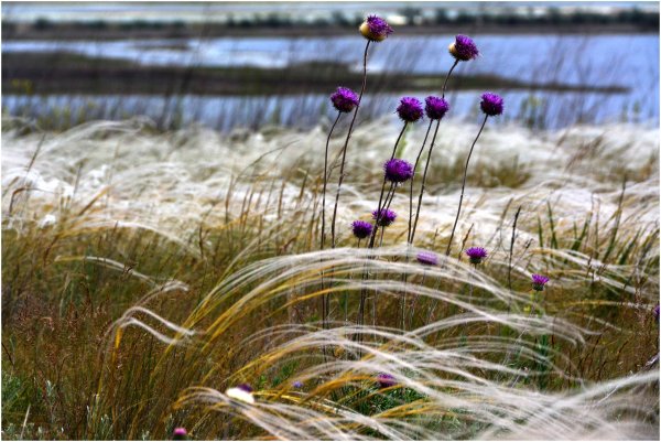 Ковыль вейниковый