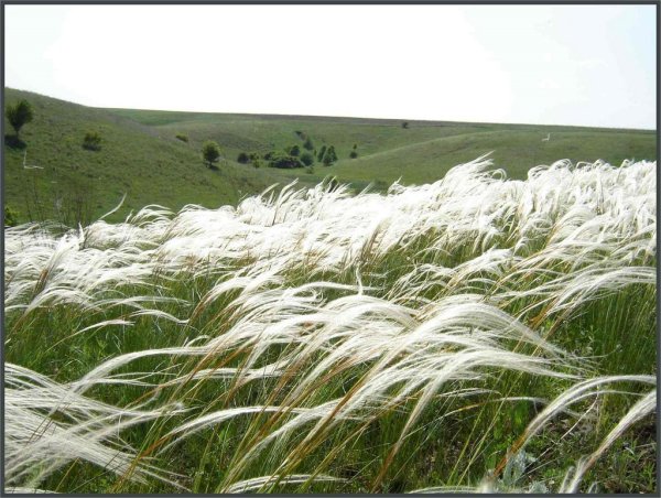 Ковыль Луговой