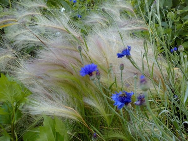 Васильки перистый ковыль