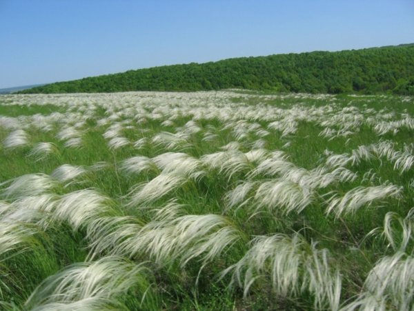 Ковыль Степной