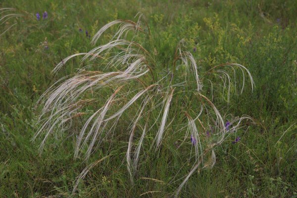 Ковыль Лессинга