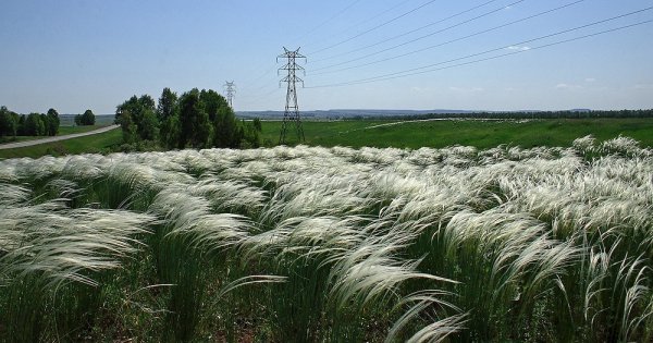 Ковыль перистый (Stipa pennata)