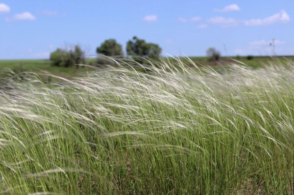 Ячмень гривастый семена