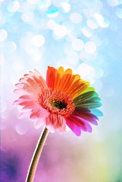 Цветы радуги