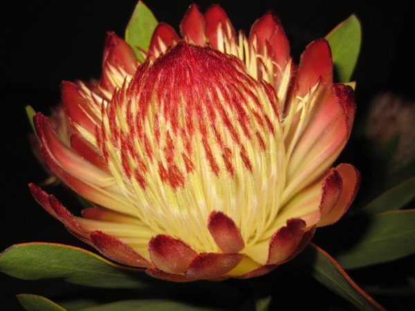 Протея великолепная