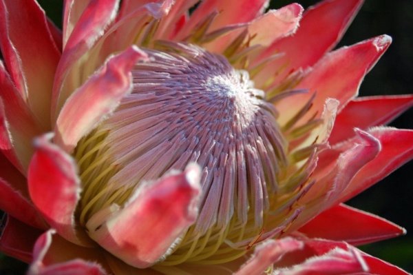 Protea cynaroides - протея артишоковая
