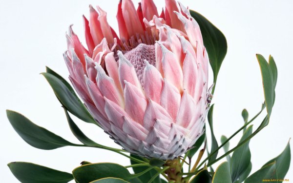 Королевская протея