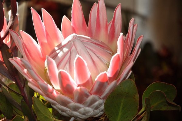 Банксия протея