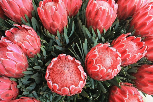 Протея Роупелла