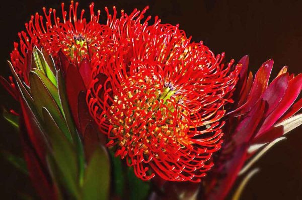 Протея Нутан красная
