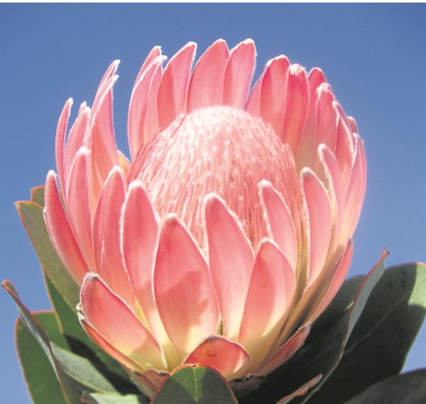 Протея артишоковая цветок