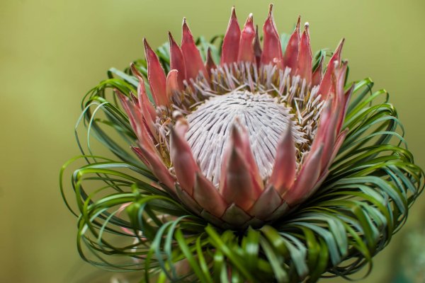 Протея Нутан цветок