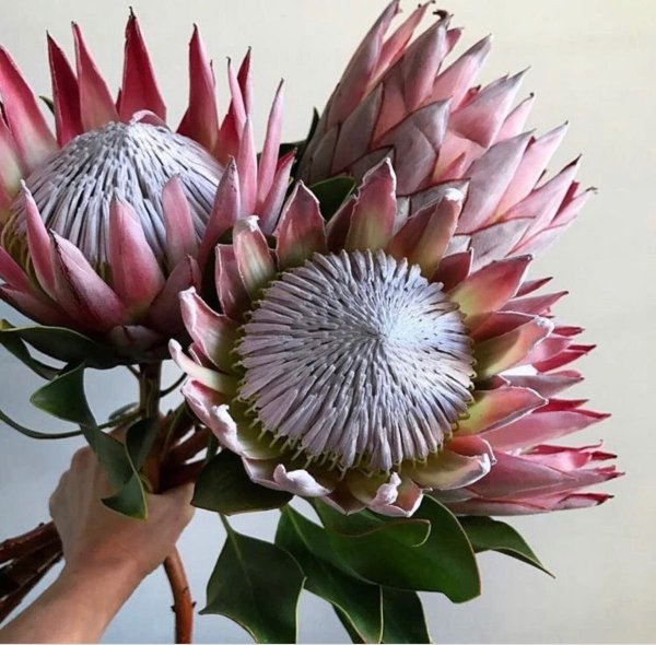 Протея Кинг Мадиба