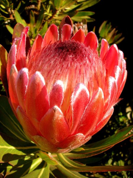 Протея Кинг