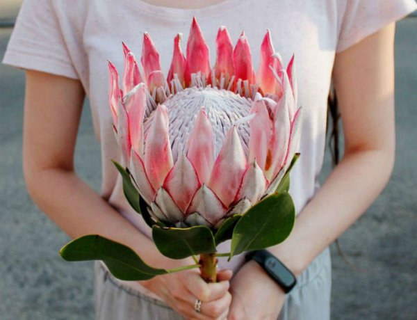 Протея артишоковая Королевская