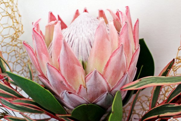 Протея гигантская