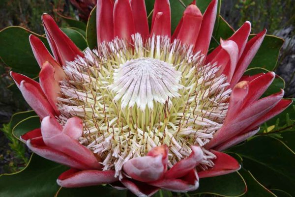 ЮАР цветок протеи