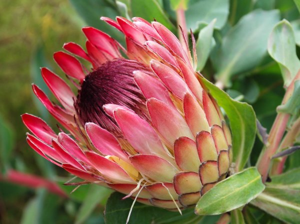 Протея Мадиба