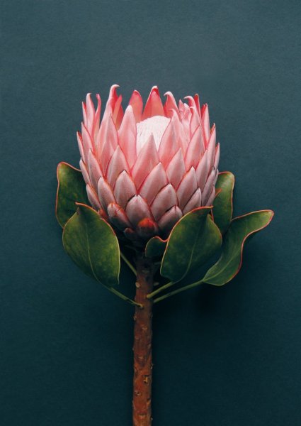 Протея Магнифика