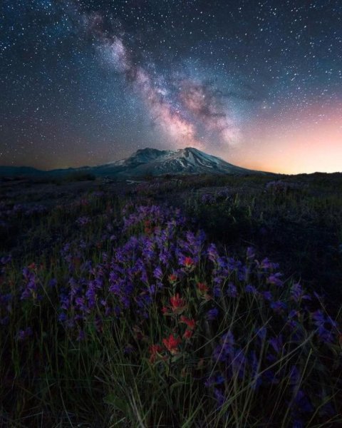 Лавандовая ночь