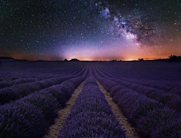 Цветы и звездное небо