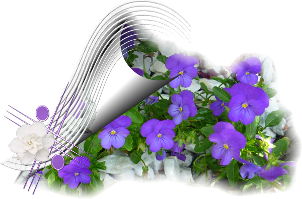 Цветы горизонтальные