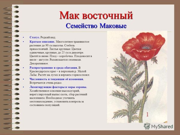 Мак Восточный красная книга краткое описание для 2 класса