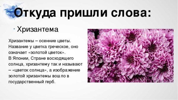 Описание цветка Хризантема