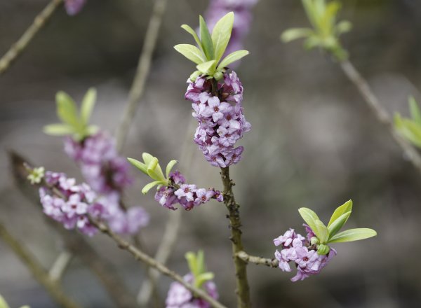 Волчье лыко (Волчеягодник обыкновенный)