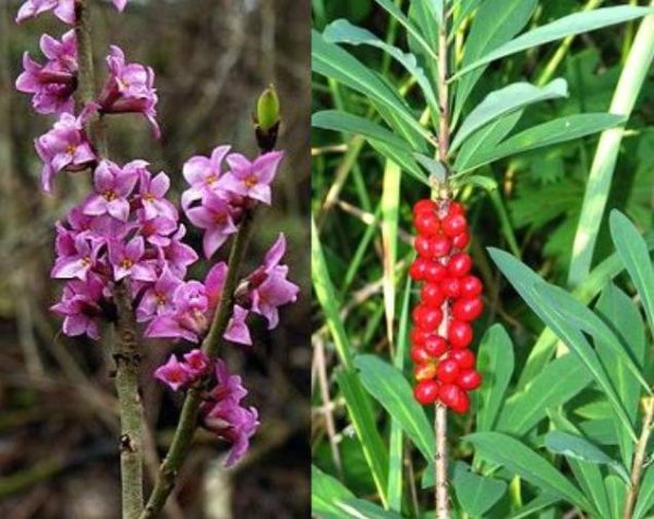 Дафна Волчеягодник