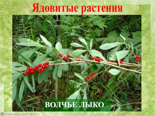 Волчье лыко красная