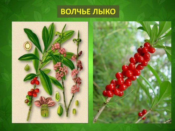 Волчье лыко ядовитое