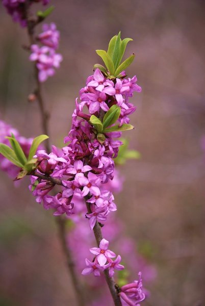 Волчье лыко (Волчеягодник)